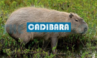 Cadibara