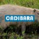 Cadibara